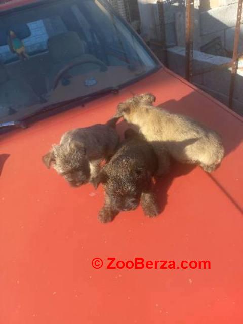 Kern terijer štenci