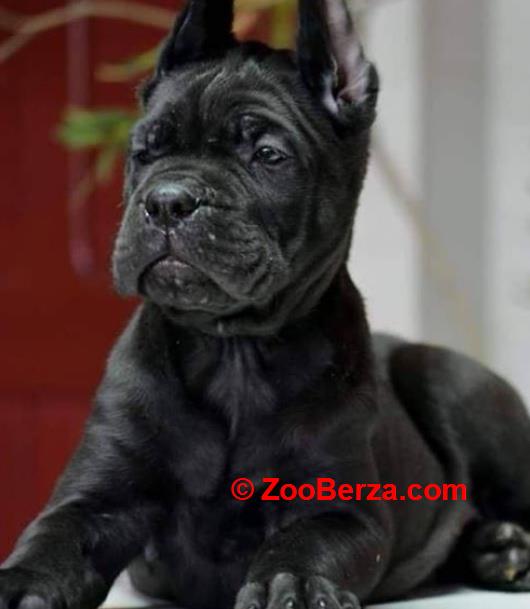 Cane Corso Kane Korso NOVO LEGLO