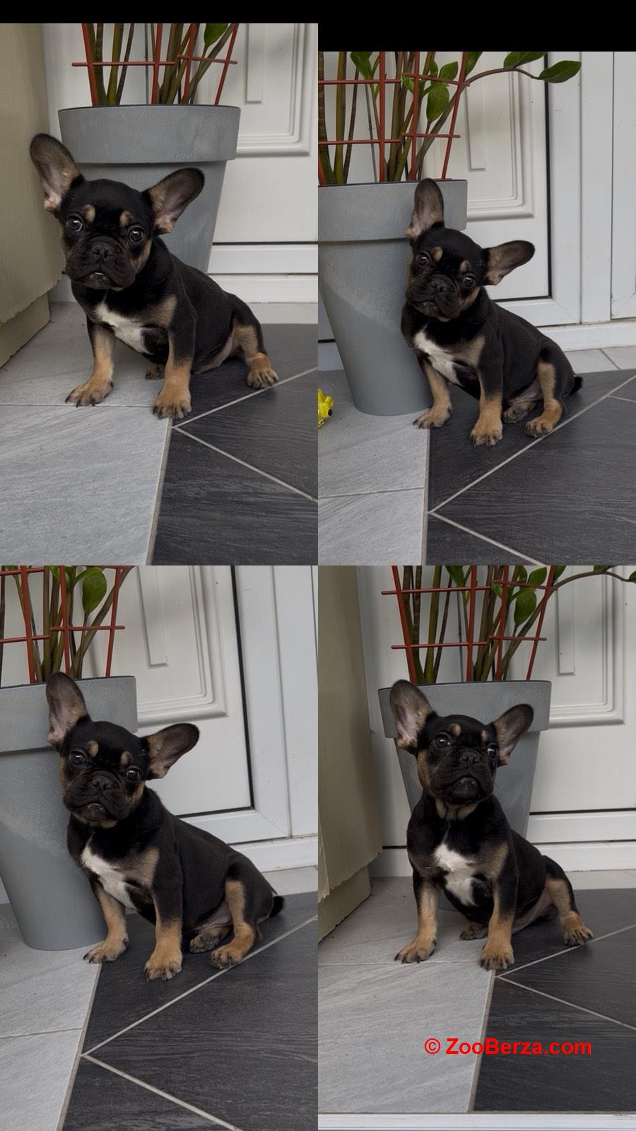 Francuski Buldog black & tan musko stene