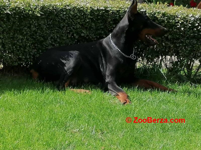 Doberman - skotna zenka
