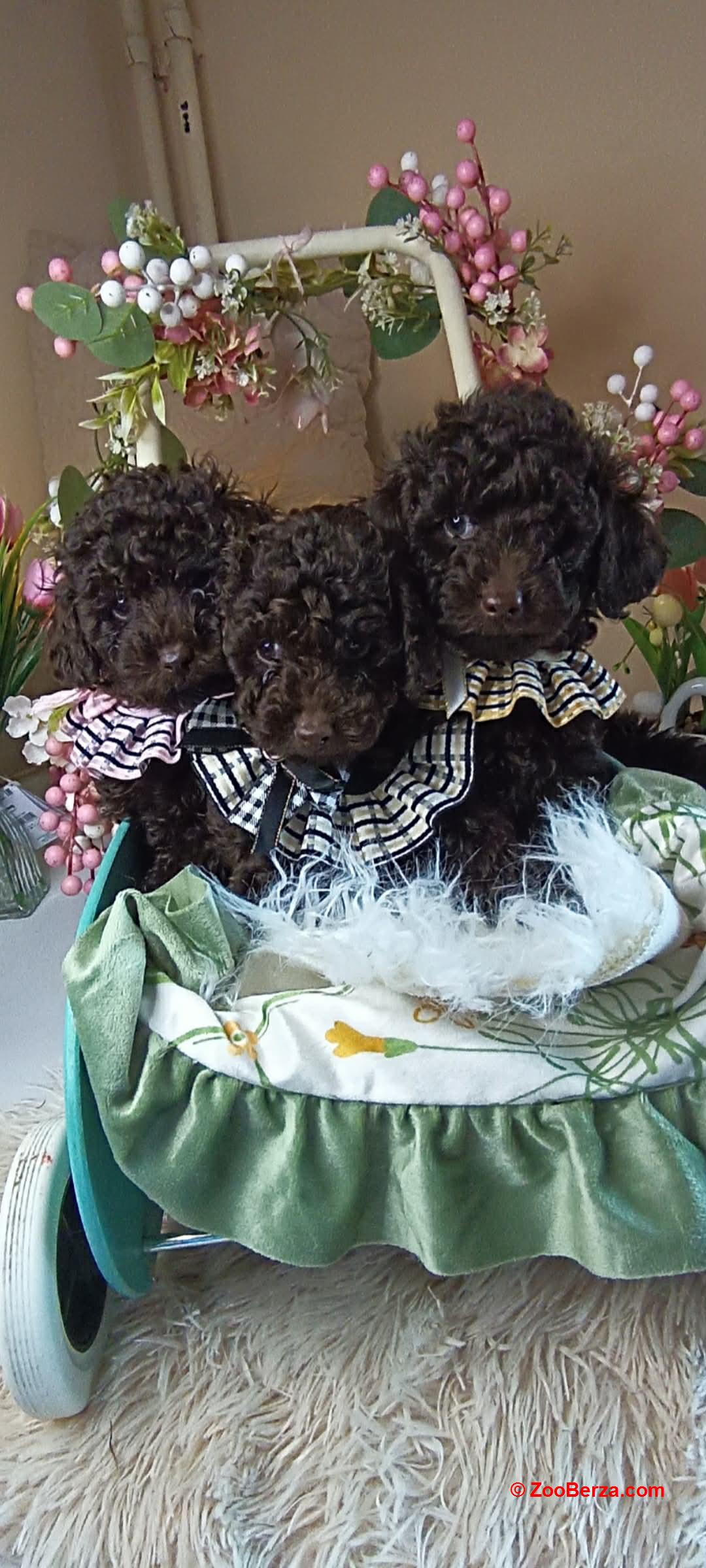 Toj pudle braon, ženke