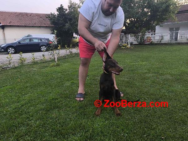 Stenci dobermana 