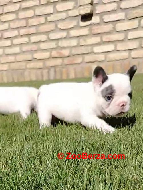 Francuski buldog