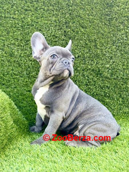 Prelepi štenci FRANCUSKOG Buldoga