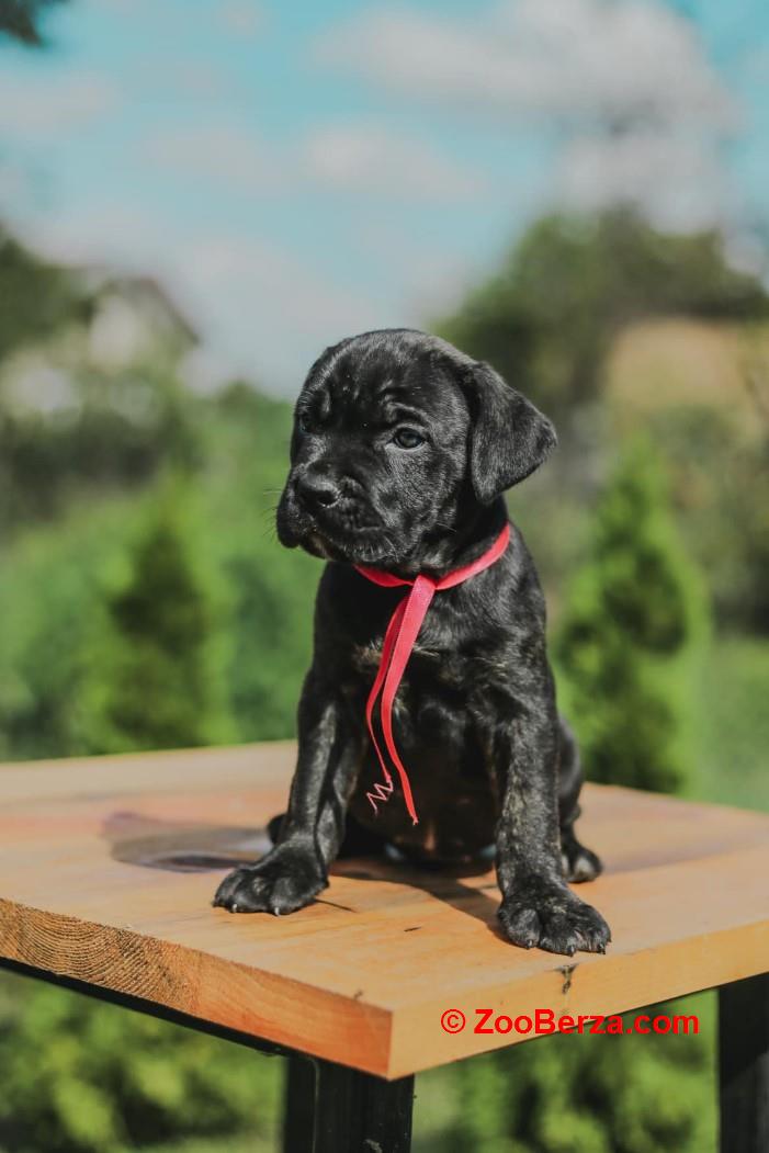 Cane Corso štenci