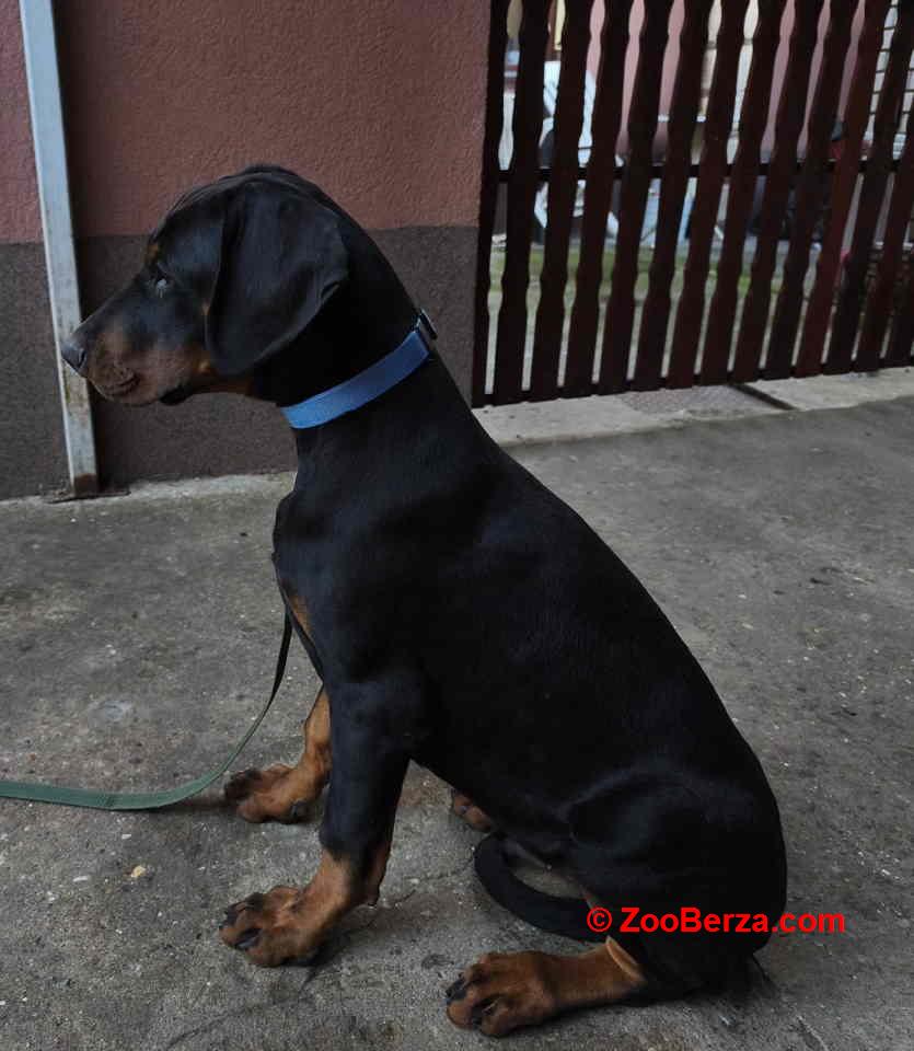Doberman muško štene odovnikom.  Cena 500€ Nenad, 