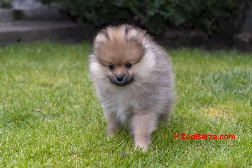 Štenci pomeranaca vrhunskog, šampionskog  porekla 