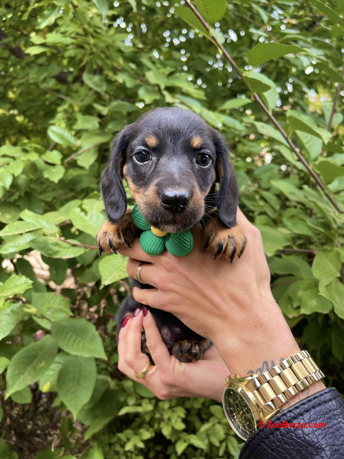 Mini Jazavicar stenci