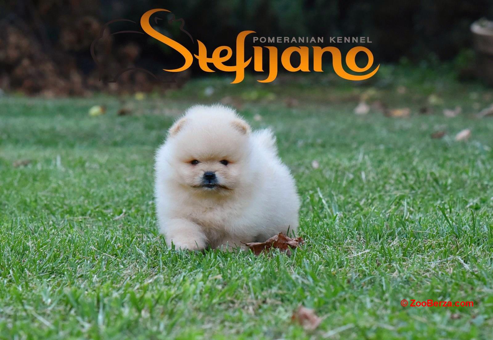 Pomeranac BOO medvedići, Pomeranski Špic štenci