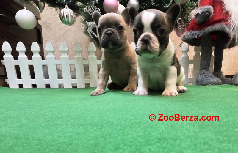 Štenci francuskog buldoga