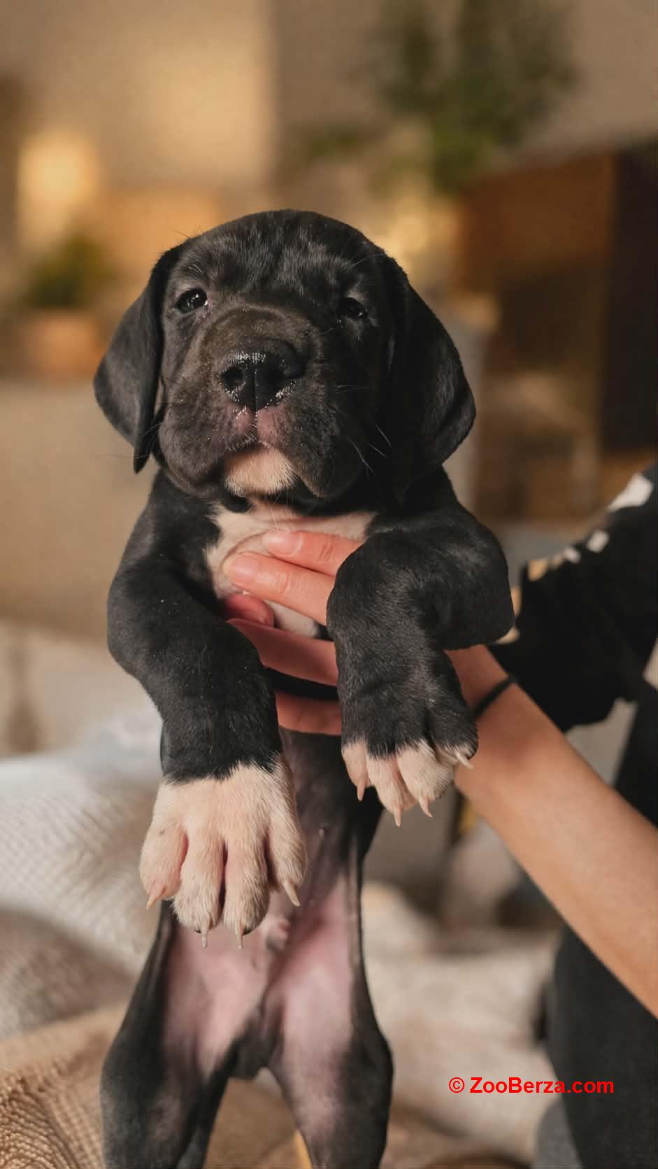 Nemacka Doga prelepi stenci