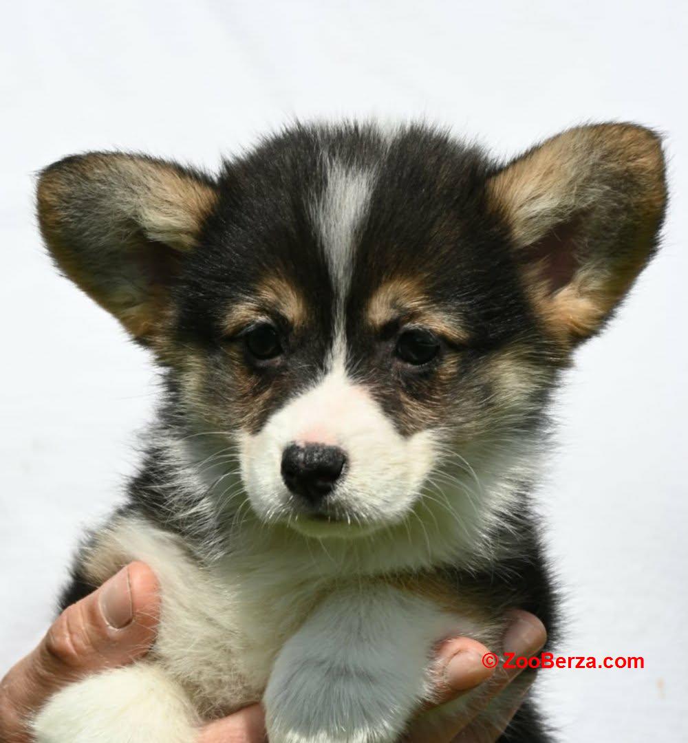 Velski Korgi Pembrok štenci