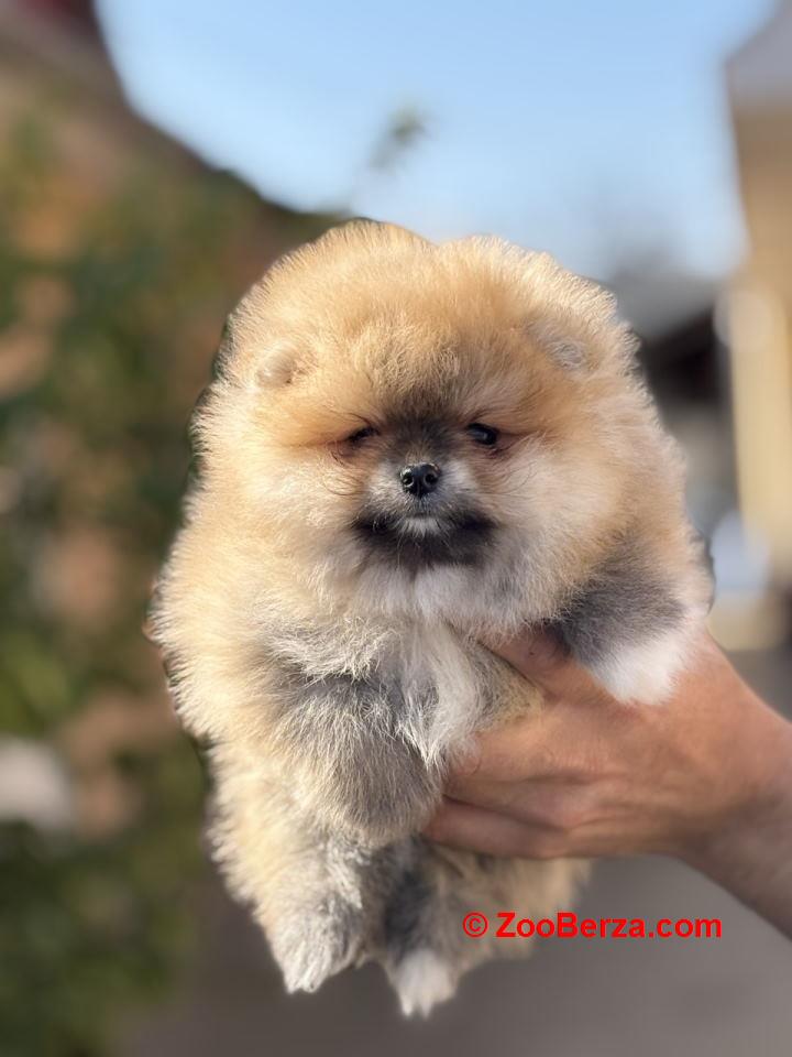 Pomeranac stenc 
