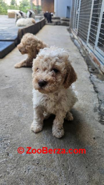 Lagotto Romagnolo štenci
