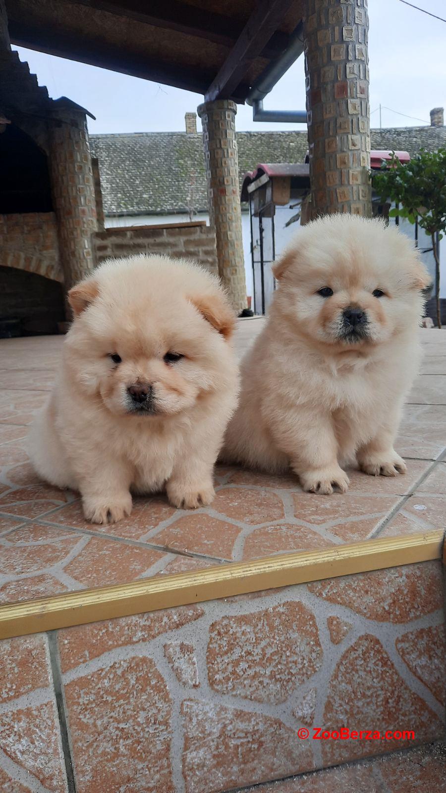 Chow chow