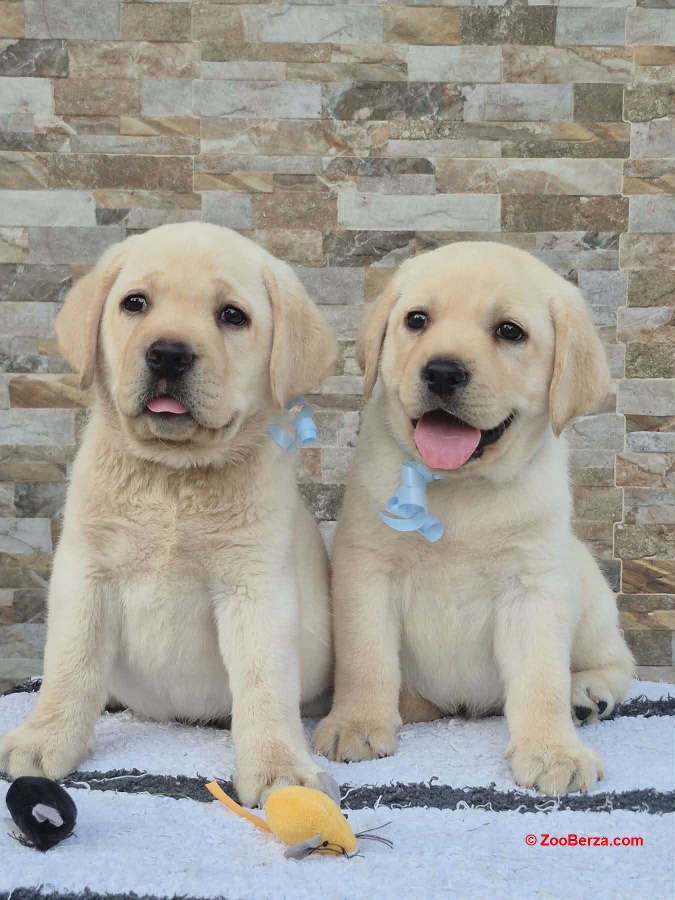 Labrador retriver štenci, prelepi 
