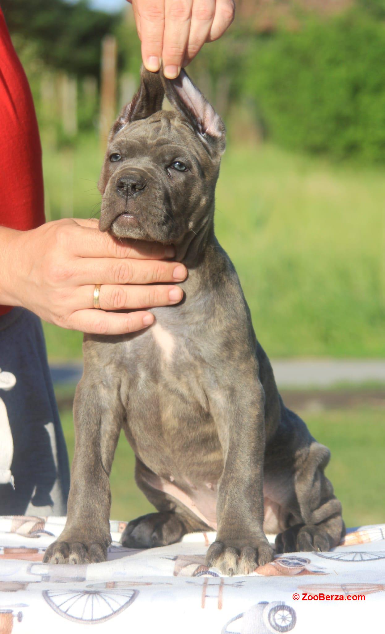 Cane Corso štenci