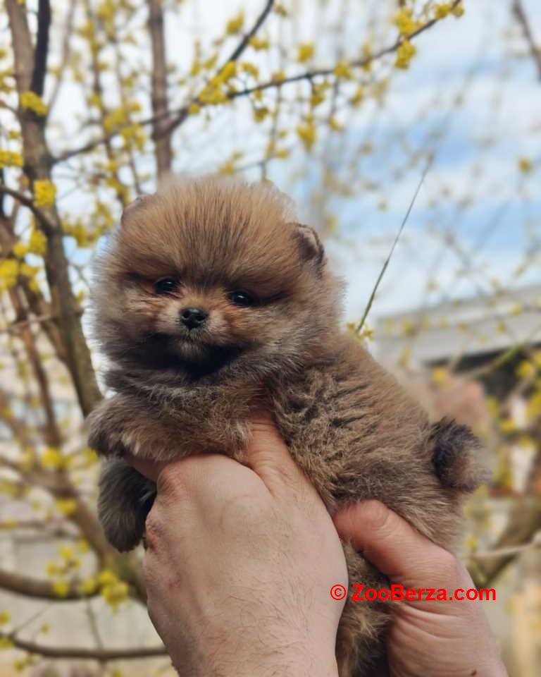 Stenci pomeranca prelepog krzna i izuzetno sitne građe 