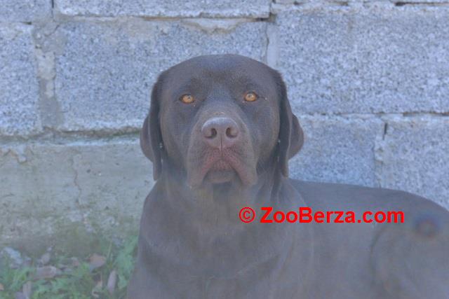 Labrador retriver 