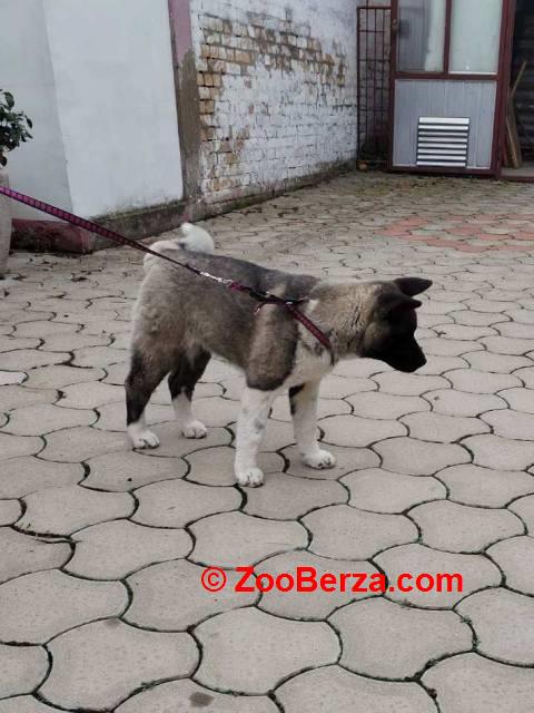 Američka Akita žensko štene