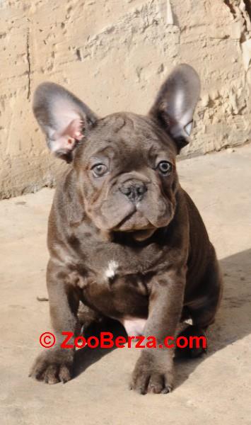 Francuski buldog stenci