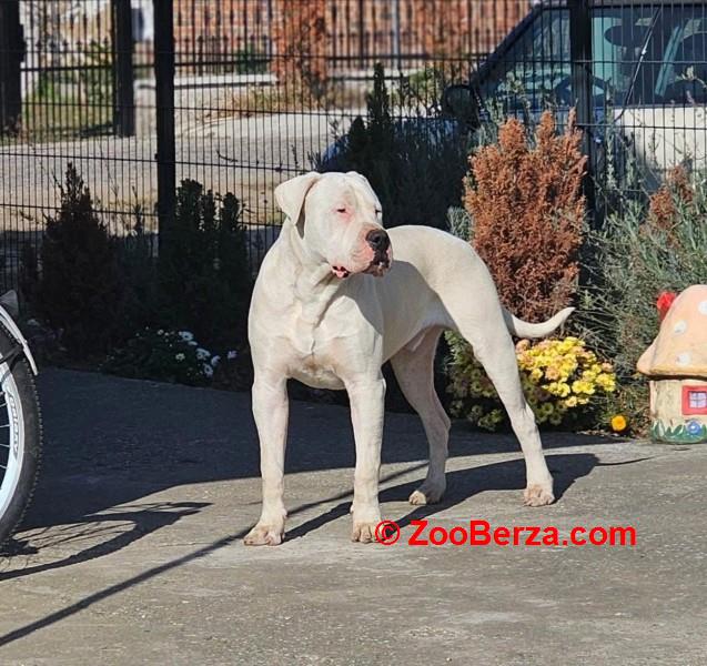 Dogo Argentino,mužijak slobodan za parenje