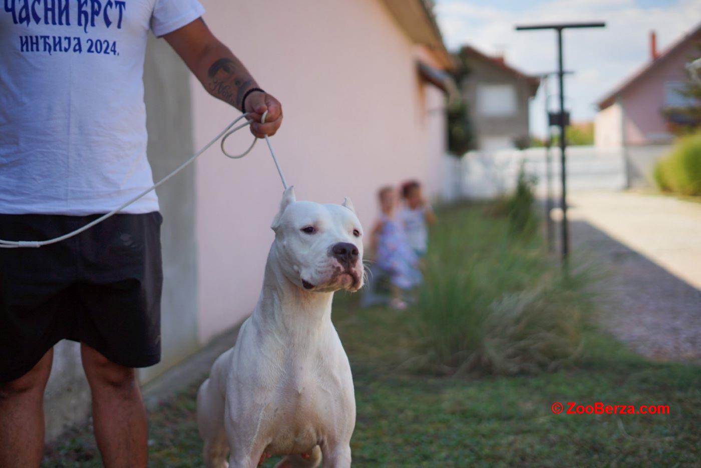 Dogo Argentino zenka