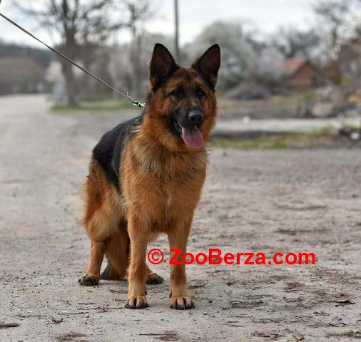 Nemački ovčar ženka