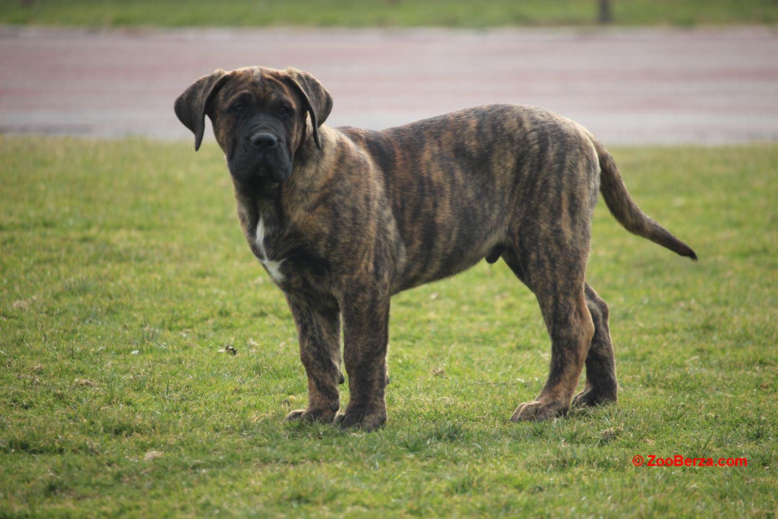 Presa Canario štenci