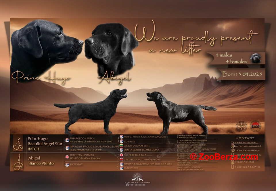 Na prodaju stenci Labrador retriver  