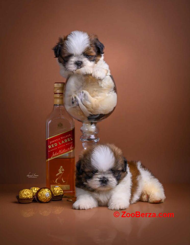 SHIH TZU štenci 