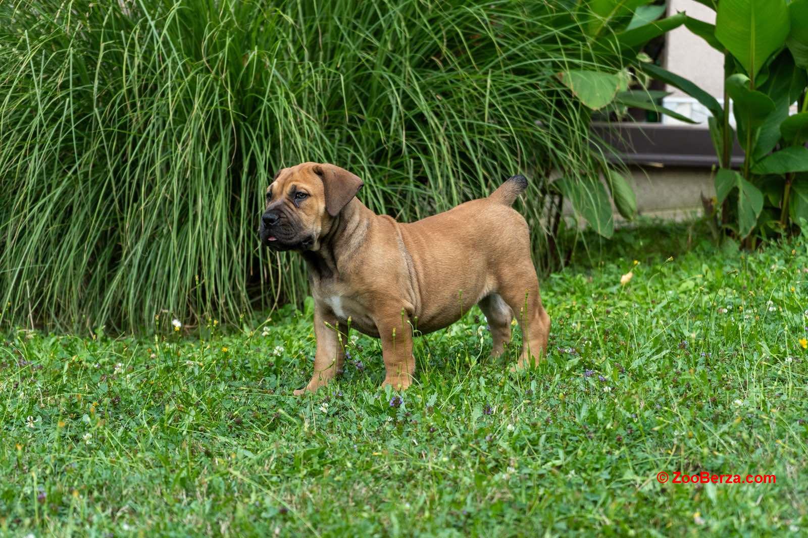 Južnoafrički mastif – Boerboel štenci
