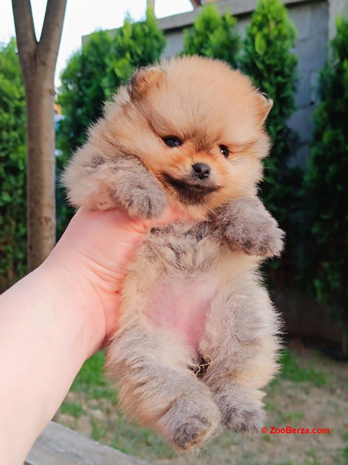 Pomeranac Top zenka