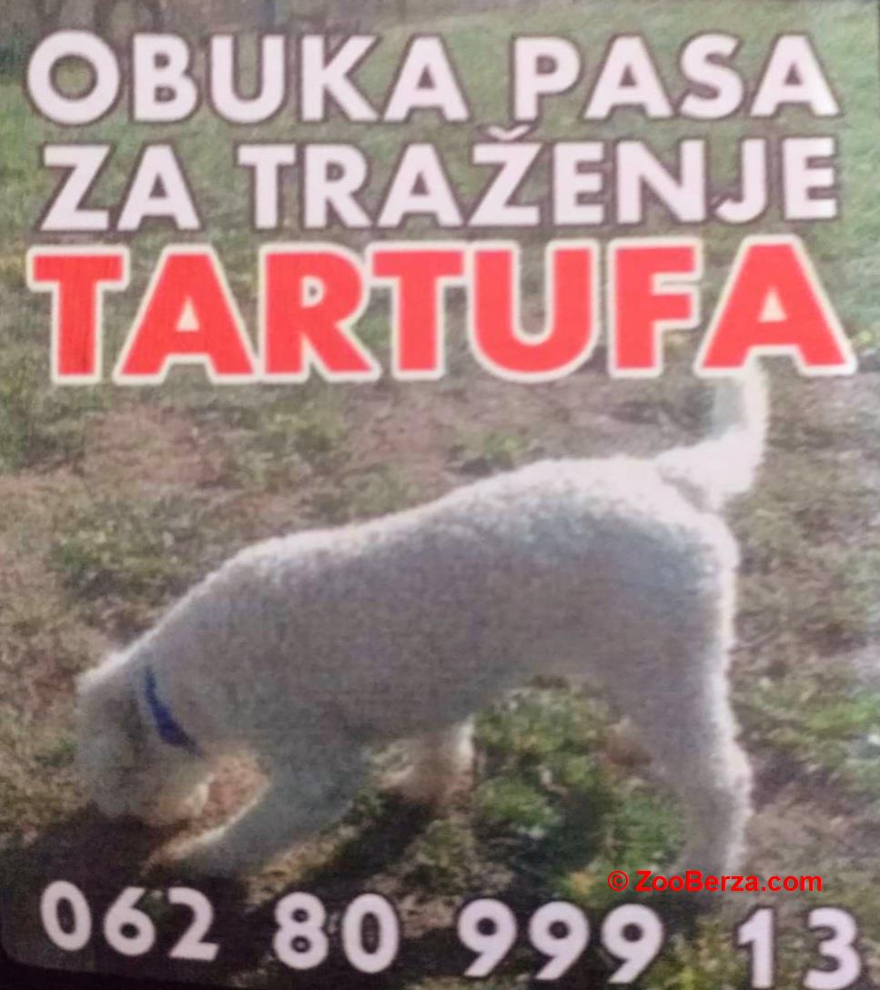 Psi za trazenje tartufa -Tartufari