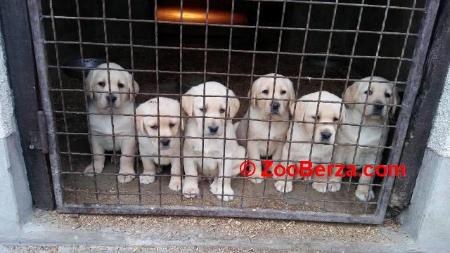 Labrador Retriver štenci