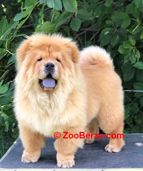 Chow Chow / Čau Čau štenci