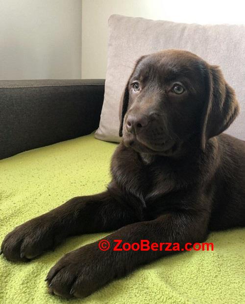 LABRADOR retriver, čokoladni štenci 