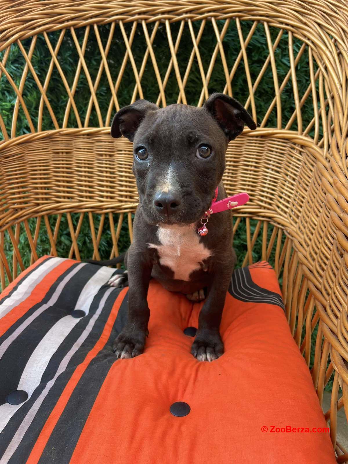 Pit Bull terijer prelepi stenci