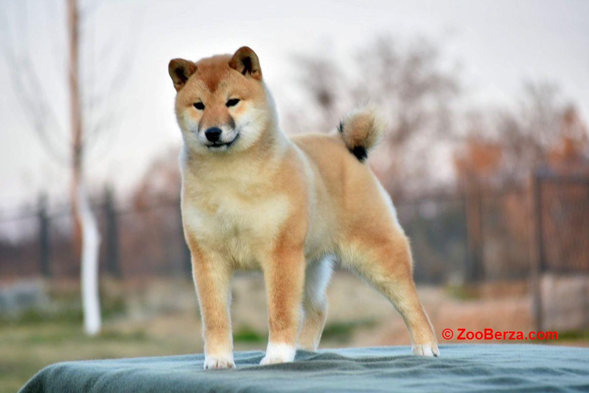 Shiba Inu 