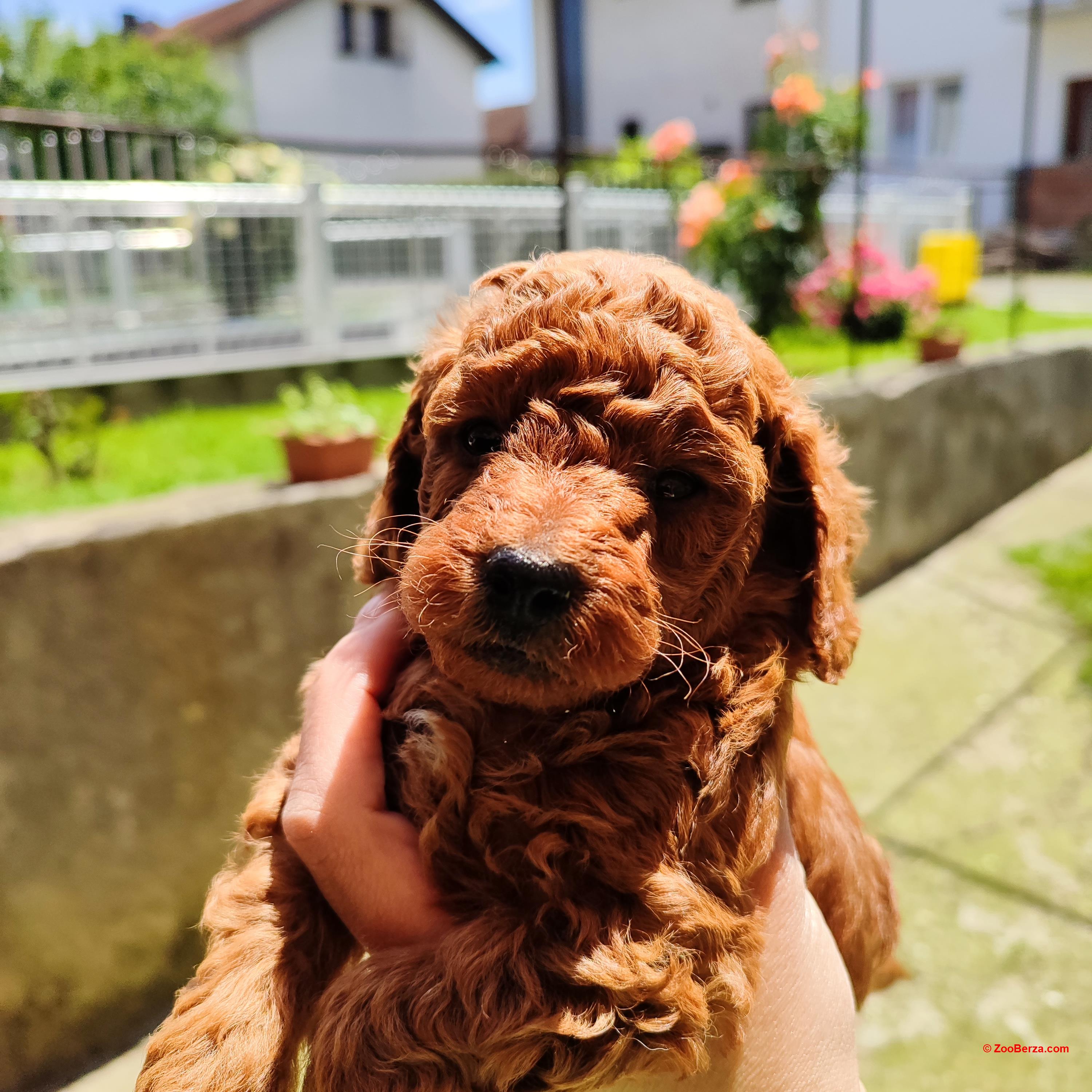 Crvena mini pudla 