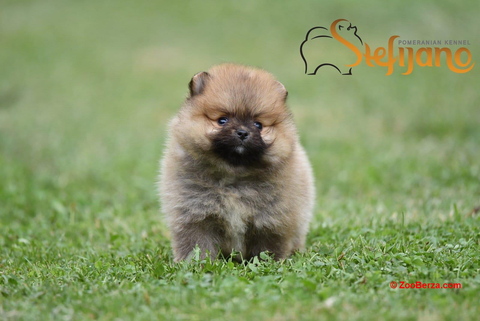 Pomeranac BOO medvedići