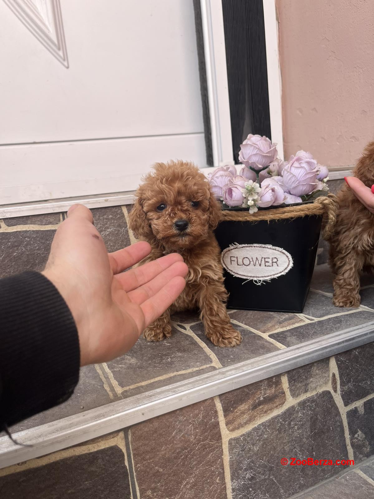 Toy Pudla prelepi štenci