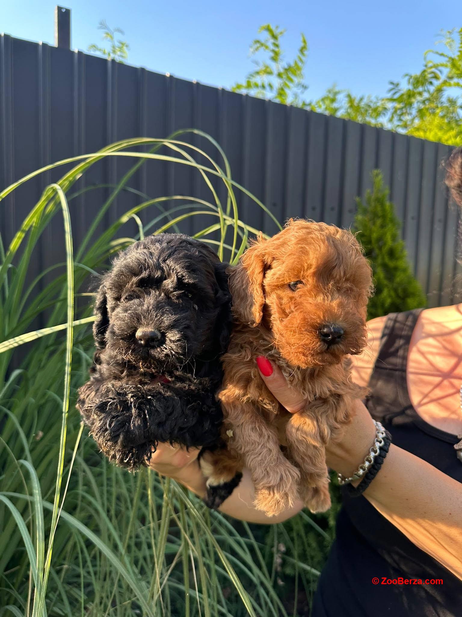 Pudle i maltipoo štenci