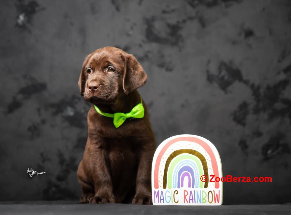 Crni i braon mužjak Labrador retrivera 