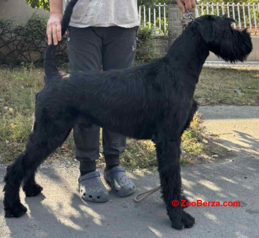 Veliki snaucer