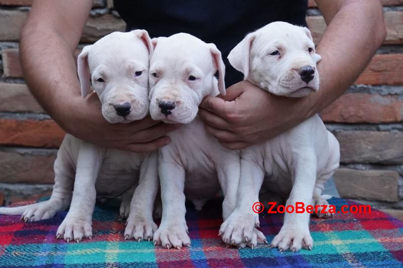 Dogo Argentino štenci