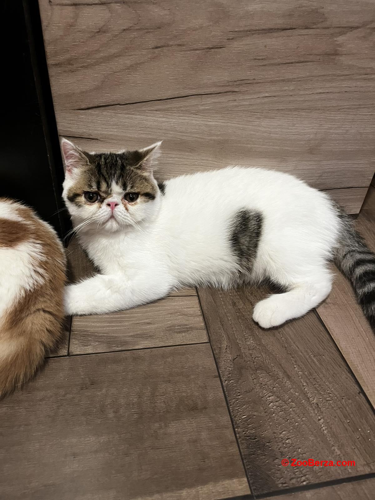 Egzotični kratkodlaki mačići (Exotic Shorthair)
