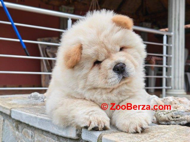 Krem Chow Chow štenci