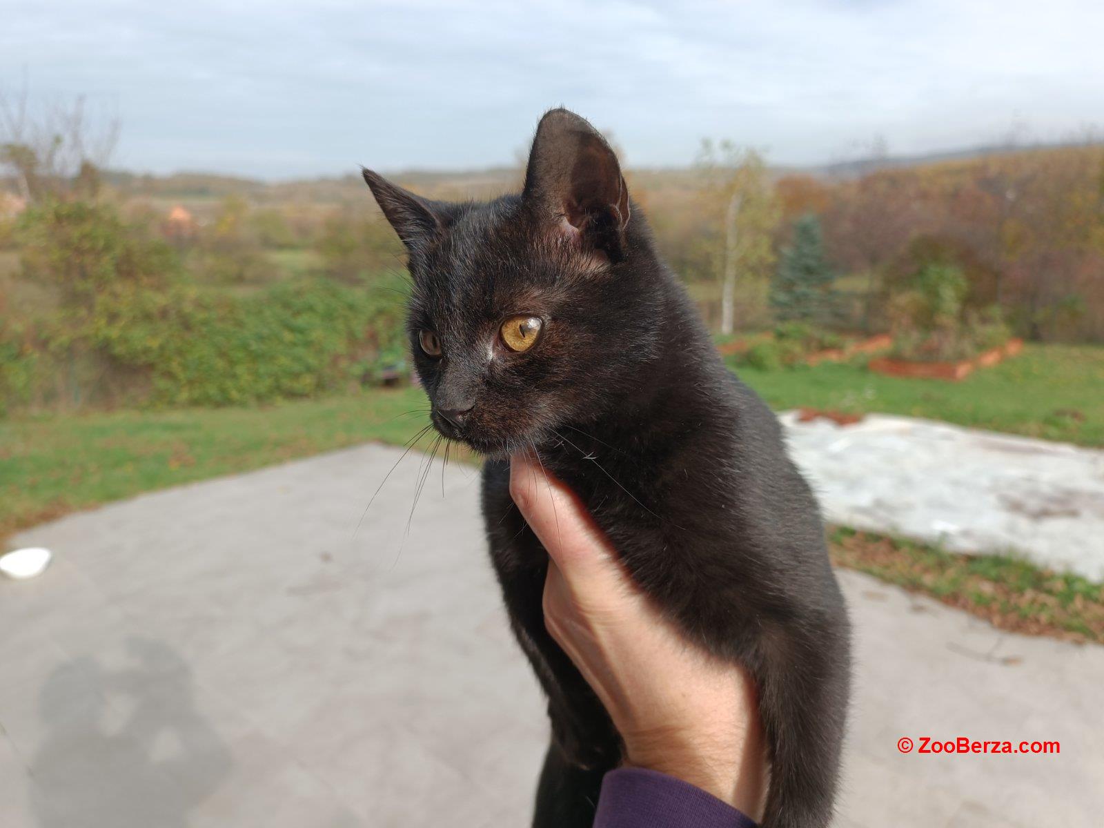 Mali macan traži dom