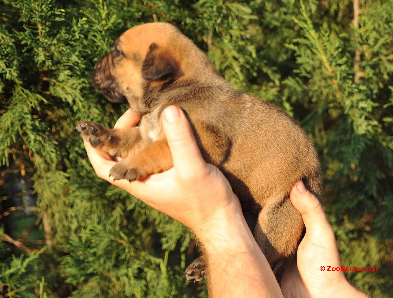 Južnoafrički mastif - Boerboel štenci